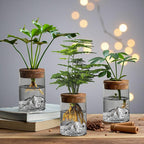 Hydroponic Glass Plant Vase – Small Desktop Green Plant Ornament, Mini Potted Office Decor