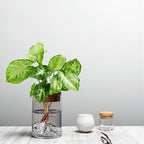 Hydroponic Glass Plant Vase – Small Desktop Green Plant Ornament, Mini Potted Office Decor