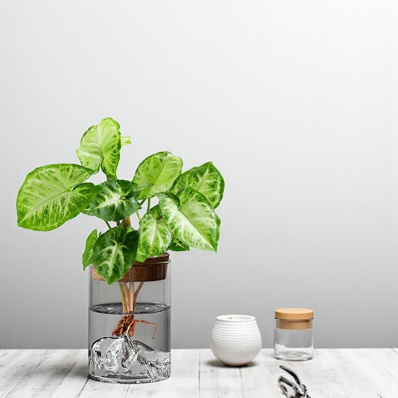 Hydroponic Glass Plant Vase – Small Desktop Green Plant Ornament, Mini Potted Office Decor