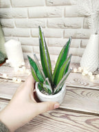 Agave Stained Glass, Handmade Plant Decor, Fake Suncatcher, Table 3d Cactus, Glass Succulent