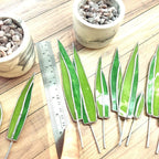 Agave Stained Glass, Handmade Plant Decor, Fake Suncatcher, Table 3d Cactus, Glass Succulent