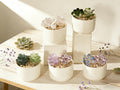 Glass Potted Plants,handmade Glass Succulents,mini Glass Plants,glass Flower,stained Glass Plants,artificial House Plant,car Glass Ornament
